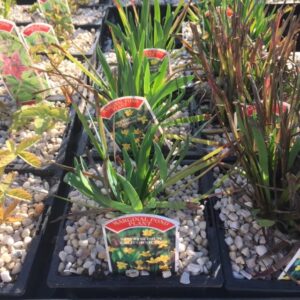 Sisyrinchium Californicum 1 Litre
