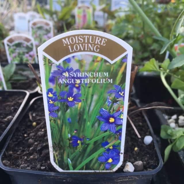 Sisyrinchum angustifolium 1 Litre