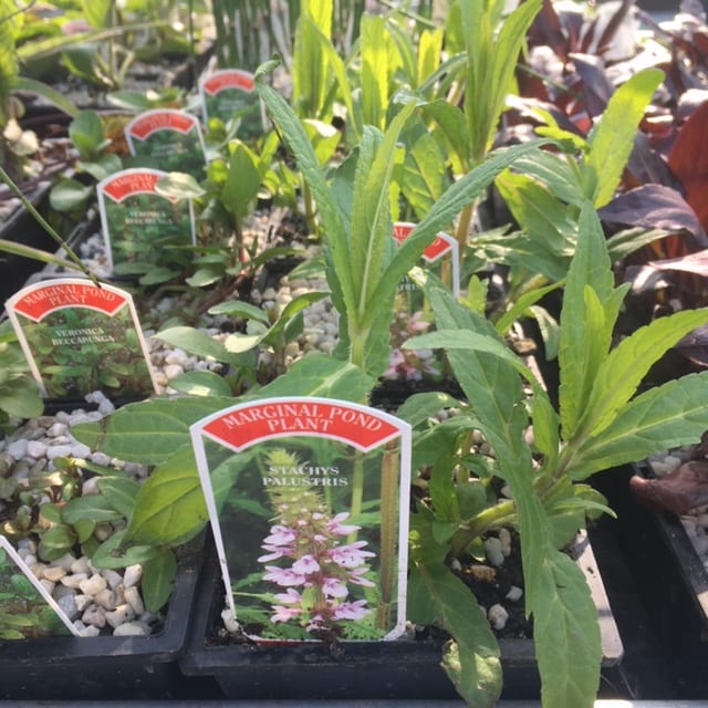 Stachys palustris 1 Litre