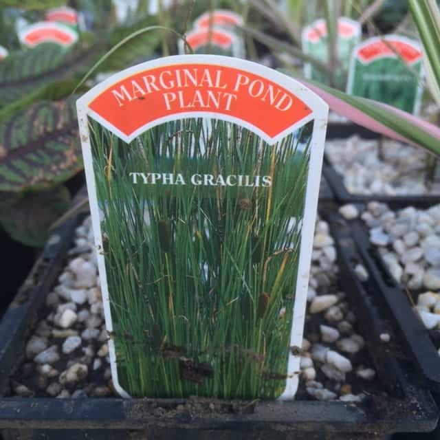 Typha gracilis 1 Litre