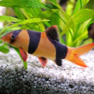 Clown Loach