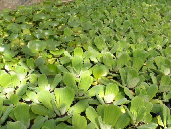 Water Lettuce Floating Pond Plant