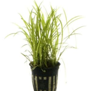 Echinodorus Tenellus Pot