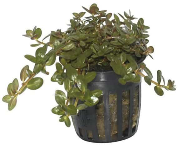 Rotala Rotundifolia Pot