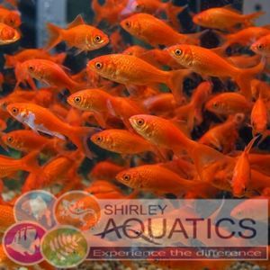 2–3" Red Comet Goldfish (Carassius auratus)