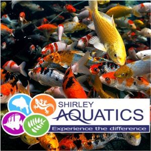Hand Selected High Quality Koi Carp