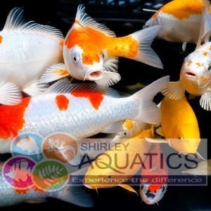 Hand Selected High Quality Koi Carp