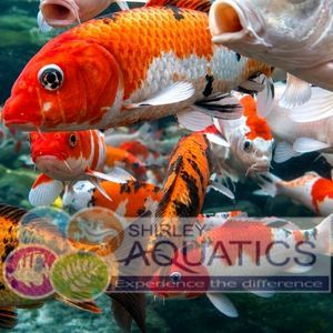 8-10" Hand Selected High Quality Koi Carp