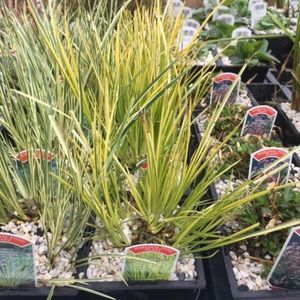 Acorus gramineus ogon 1 Litre