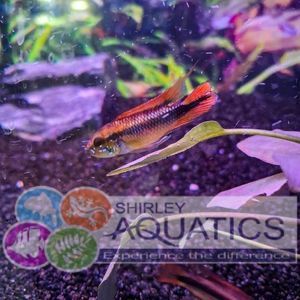 Apistogramma Agassizii Red