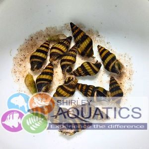 Assassin snails Anentome helena