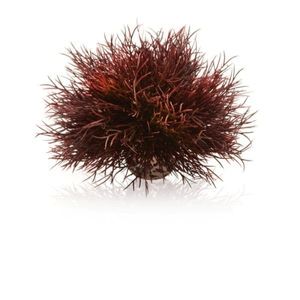 BiOrb Sea Lily Decoration Crimson