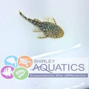 Bristlenose Catfish Ancistrus sp.