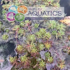 Myriophyllum Red Stem 1 Litre Bunched Oxygenator Pond Plant (1)