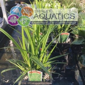 Carex pendula 1 Litre