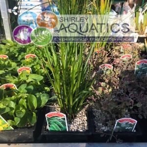Carex pseudocyperus - Hop Sedge 1 Litre