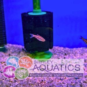 Cherry Barb - Rohanella titteya