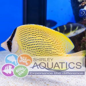 Citron Butterflyfish (Chaetodon citrinellus)