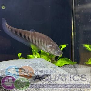 Clown Knife Fish
