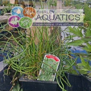 Corkscrew Rush - Juncus effusus spiralis 1 Litre (1)