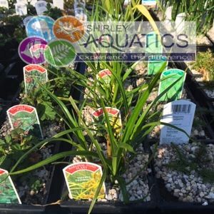 Cyperus eragrostis - American Galingale 1 Litre