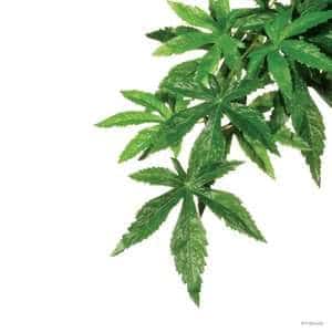 Exo Terra Abutilon Silk Plant Medium