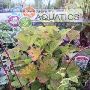 Geum rivale - Water Avens 1 Litre