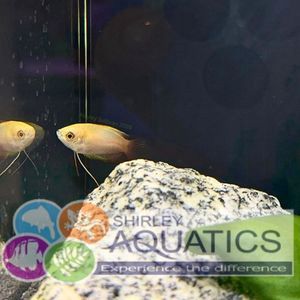 Gold Honey Gourami
