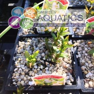 Gratiola officinalis - summer snowflake hedge hyssop