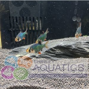 Green Tiger Barb