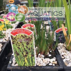 Juncus ensifolius 1 Litre