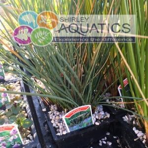 Juncus inflexus - Hard Rush 1 Litre