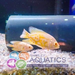Lemon Oscar - Astronotus ocellatus