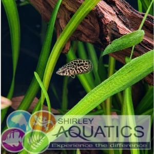 Leopard Bush Fish - Ctenopoma acutirostre