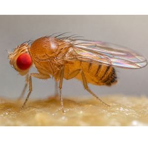Live Flightless Fruit Fly Culture