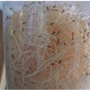 Live Fruit Fly Culture Reptile Food