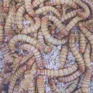 Live Mealworms Reptile Food