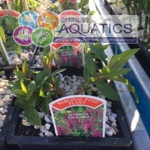 Lythrum salicaria 1 Litre