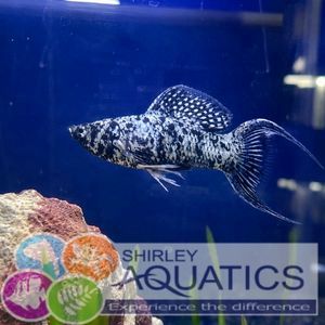Marble Lyretail Molly (Poecillia Sphenops)