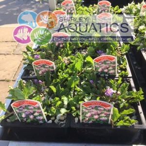 Mazus reptans - purple mazus