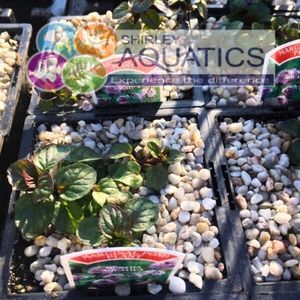 Mentha aquatica - Water Mint 1 Litre