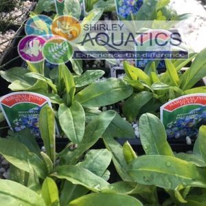 Myosotis palustris - Water Forget Me Not 1 Litre