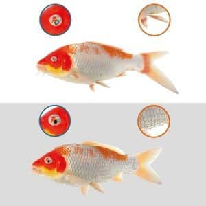 Cloudy Eyes, Ulcers, Damaged Fins