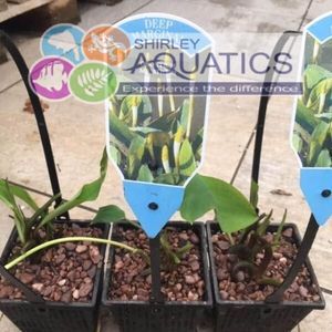 Orontium aquaticum 2 Litre