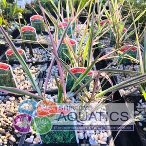 Phalaris picta - Variegated Canary Grass 1 Litre