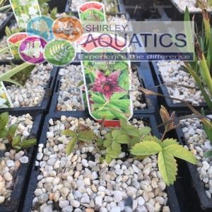Potentilla palustris - Marsh Cinquefoil 1 Litre