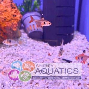 Red Phantom Tetra - Hyphessobrycon sweglesi