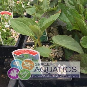 Saururus cernuus 1 Litre