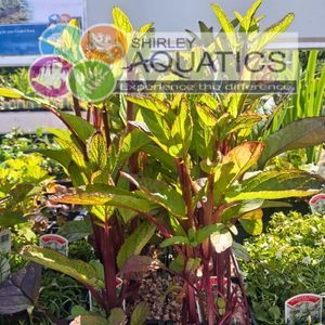 Scrophularia aquatica - Water Figwort 1 Litre