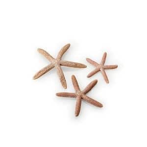 Set of 3 Starfish Natural Aquarium Decoration